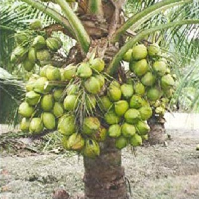 Malayasian Dwarf Coconut Plant – Paradise Flowers