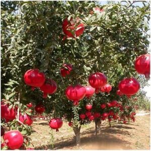 Pomegranate / Anar