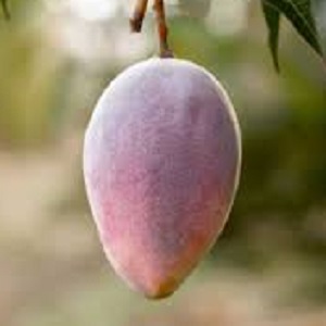 Awadh Madhurima Mango Plant I Grafted I Fruiting in 1 Year