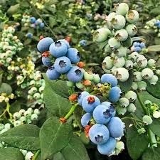 Low Chill / No Chill Blueberry  Plant  - Tissue Cultured I Fruiting in 1 Year
