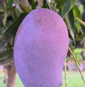 Awadh Samriddhi Mango Plant I Grafted I Fruiting in 1 Year
